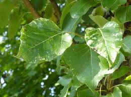 Attēlu rezultāti vaicājumam “Populus x gileadensis”