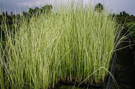 Attēlu rezultāti vaicājumam “Schoenoplectus lacustris subsp. glaucus fruit”