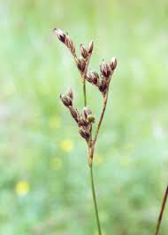 Attēlu rezultāti vaicājumam “Juncus squarrosus”