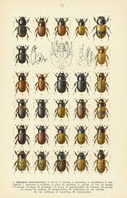 Attēlu rezultāti vaicājumam “Aphodius sp.”