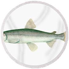 Image result for Osmerus mordax