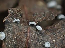 Attēlu rezultāti vaicājumam “Didymium clavus”