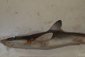 Image result for Mustelus canis