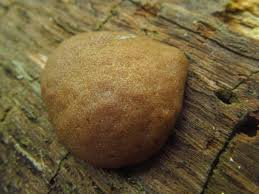 Attēlu rezultāti vaicājumam “Tubifera applanata”