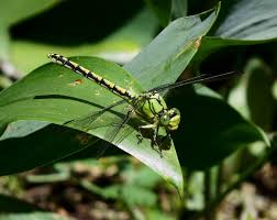 Attēlu rezultāti vaicājumam “Ophiogomphus cecilia”
