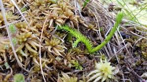 Attēlu rezultāti vaicājumam “Lycopodiella inundata”