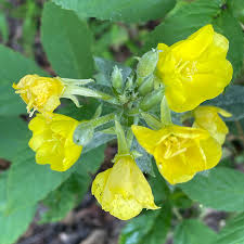 Image result for Oenothera biennis