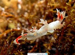 ผลการค้นหารูปภาพสำหรับ Bornella Anguilla