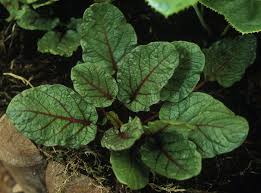 Image result for Rumex sanguineum