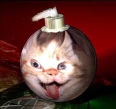 Kuvahaun tulos haulle bonsaikitten