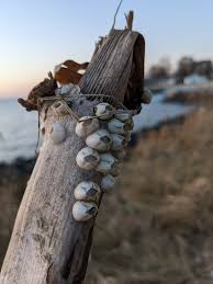 Attēlu rezultāti vaicājumam “Balanus improvisus”