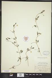 Attēlu rezultāti vaicājumam “Batrachium circinatum leaf”