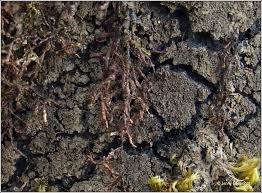 Attēlu rezultāti vaicājumam “Parmeliella triptophylla”