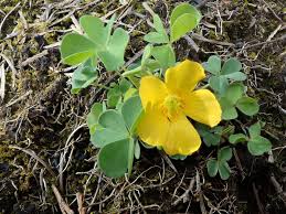 Attēlu rezultāti vaicājumam “Oxalidaceae”