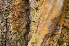 Attēlu rezultāti vaicājumam “Chaenotheca ferruginea”