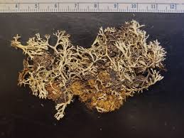 Attēlu rezultāti vaicājumam “Cladonia mitis”