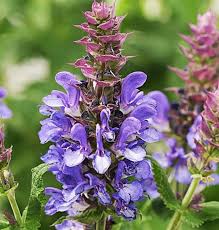 Attēlu rezultāti vaicājumam “Salvia nemorosa leaf”