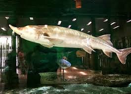 Image result for Huso fulvescens