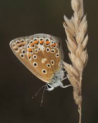 Attēlu rezultāti vaicājumam “Plebejus idas female”