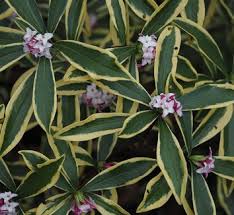 Attēlu rezultāti vaicājumam “Daphne mezereum leaf”