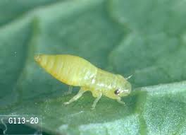 Attēlu rezultāti vaicājumam “Philaenus spumarius nymph”