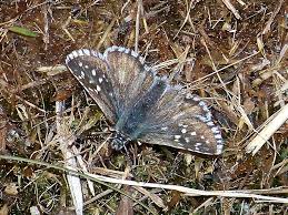 Attēlu rezultāti vaicājumam “Pyrgus serratulae”