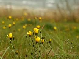 Attēlu rezultāti vaicājumam “Hieracium umbellatum bud”