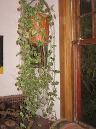 Attēlu rezultāti vaicājumam “Lamiastrum galeobdolon bud”