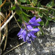 Attēlu rezultāti vaicājumam “Polygala vulgaris”