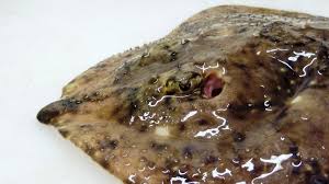 Image result for Amblyraja radiata