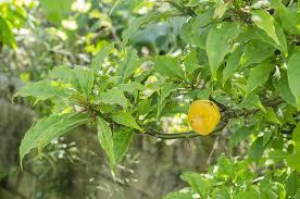 Attēlu rezultāti vaicājumam “Euphorbia palustris fruit”