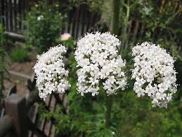 Attēlu rezultāti vaicājumam “Valeriana officinalis flower”