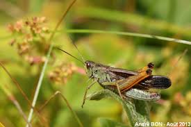 Attēlu rezultāti vaicājumam “Omocestus viridulus”