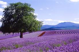 Image result for Lavendel