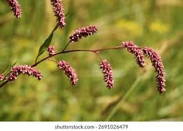 Attēlu rezultāti vaicājumam “Persicaria maculosa flower”