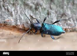 Attēlu rezultāti vaicājumam “Callidium violaceum”