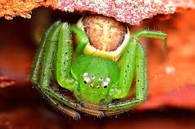 Attēlu rezultāti vaicājumam “Diaea dorsata”