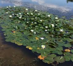 Attēlu rezultāti vaicājumam “Nymphaea alba”