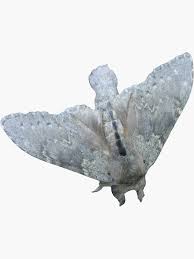 Attēlu rezultāti vaicājumam “Stauropus fagi”