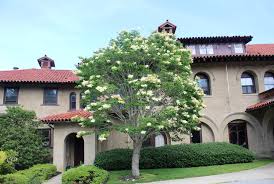 Attēlu rezultāti vaicājumam “Syringa reticulata subsp. amurensis”