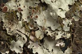 Attēlu rezultāti vaicājumam “Arthonia spadicea”