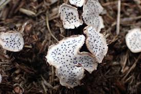 Attēlu rezultāti vaicājumam “Poronia punctata”