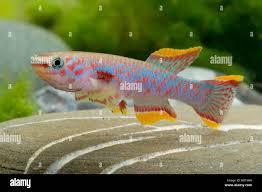 Image result for Aphyosemion