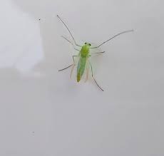 Attēlu rezultāti vaicājumam “Nematocera”