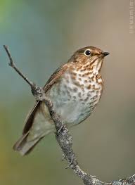 Image result for Catharus ustulatus