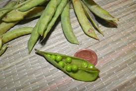 Attēlu rezultāti vaicājumam “Lathyrus japonicus subsp. maritimus fruit”