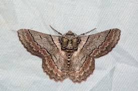 Attēlu rezultāti vaicājumam “Endromidae”