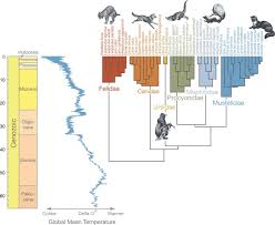 Attēlu rezultāti vaicājumam “Carnivora”