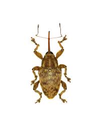 Attēlu rezultāti vaicājumam “Curculio venosus”