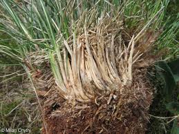 Attēlu rezultāti vaicājumam “Nardus stricta fruit”
